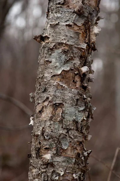 trunk of birch tree with old birch bark, lagging behind the tree old birch bark, textured trunk of birch tree