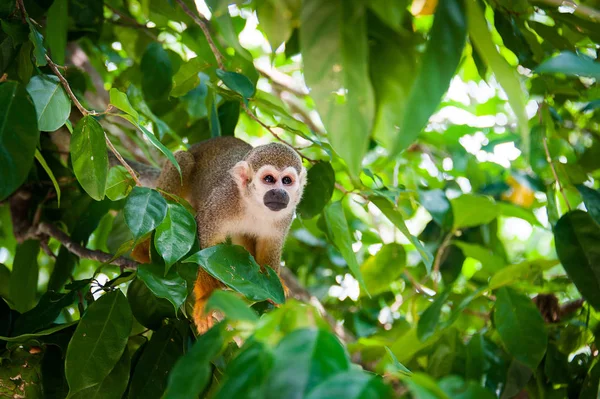 squirrel monkey preparing for jump, little monkey sitting on a tree