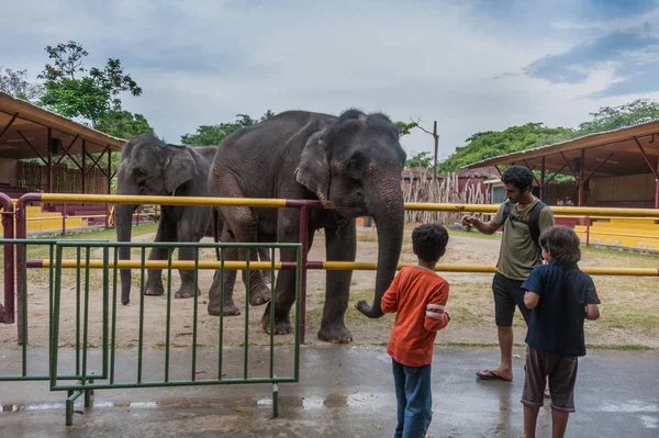 Guide Touristique Malais Montre Aux Garçons Éléphants Raconte Leur Comportement Image En Vente