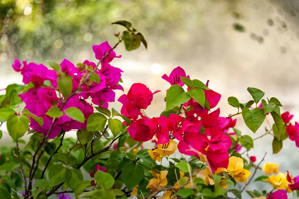 Fioletowe Kwiaty Bougainvillea Zbliżenie Piękne Tło Kwiat — Zdjęcie stockowe