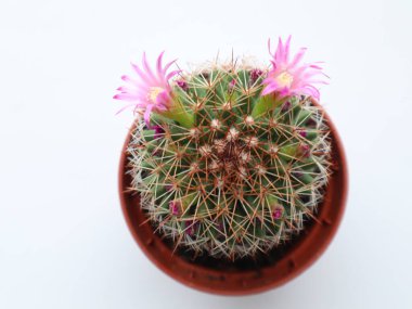 Çiçekli kaktüs pembe çiçek minimalizmi.