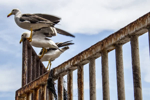 Pescăruși Iquique Chile — Fotografie, imagine de stoc