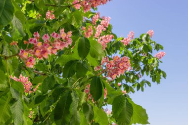 Yaprak ve çiçek açık gökyüzü arka plan üzerinde kırmızı çiçek açan at kestanesi ağacın dalları