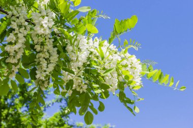 Açık gökyüzü arka plan üzerinde yaprak ve çiçek kümeleri ile çiçeklenme keçiboynuzu ağacının dalını
