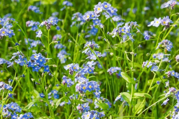 Myosotis Sylvatica Floreciente Con Flores Azules Claro Del Bosque Primer — Foto de Stock