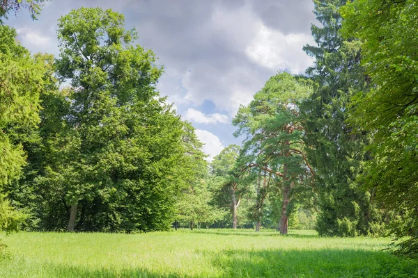 Lichtung Mit Gras Bedeckt Zwischen Nadelbäumen Und Laubbäumen Park Gegen — Stockfoto