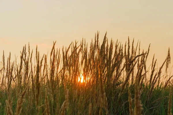 セレクティブ フォーカスと日没時草を介して太陽のビューで耳で高い草で牧草地の背景 — ストック写真