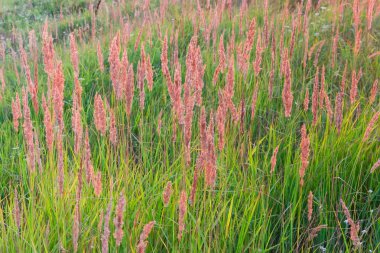 Gün batımında seçici odak kulaklı yüksek otile çayır parçası