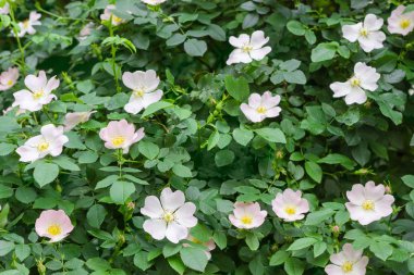 Beyaz ve pembe çiçekler closeup ile köpek-gül çiçekli çalı parçası
