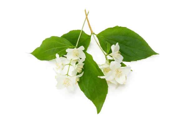 Twee Kleine Twijgen Van Witte Jasmijn Met Bladeren Bloemen Een — Stockfoto