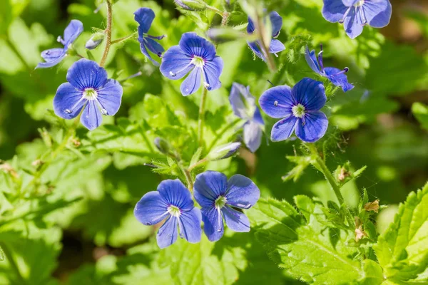 Plusieurs Petites Fleurs Bleu Vif Veronica Chamaedrys Gros Plan — Photo