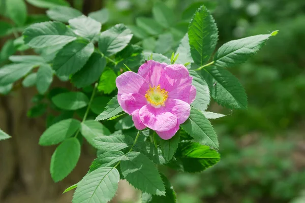 Rama Rosa Perro Con Flor Rosa Primer Plano Sobre Fondo — Foto de Stock