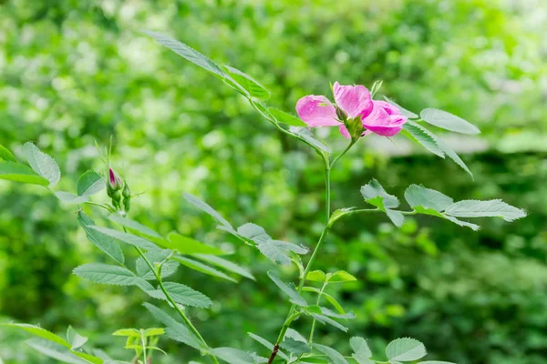 Zweig Der Hundsrose Mit Rosa Blüte Und Knospen Nahaufnahme Auf — Stockfoto