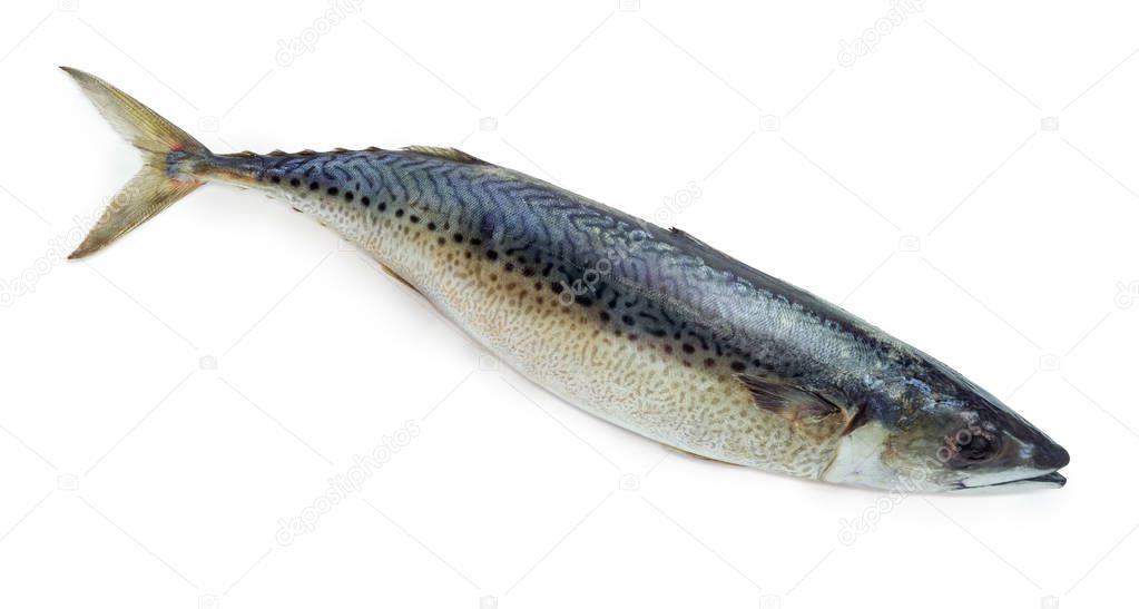 Uncooked whole Atlantic chub mackerel closeup on a white background