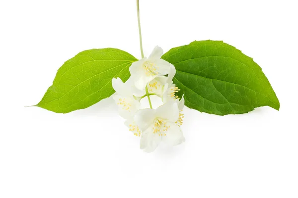 Kleine Takje Van Witte Jasmijn Met Bladeren Bloemen Een Witte — Stockfoto
