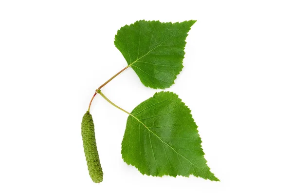 Due Foglie Betulla Argentata Lati Diversi Primo Piano Catkin Uno — Foto Stock