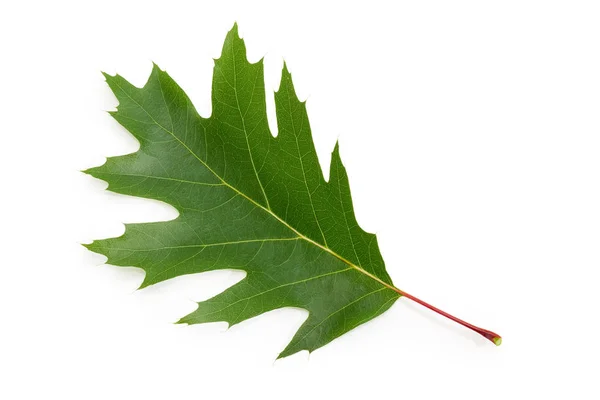 Singola Foglia Seghettata Verde Della Quercia Rossa Settentrionale Sfondo Bianco — Foto Stock