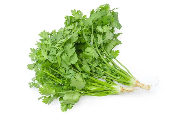 Two Young Plant Coriander Stalks Leaves Roots White Background — Stock Photo, Image