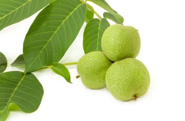 Beyaz bir arka plan yakın çekim yeşil yaprakları ile dal ceviz ortak birkaç olgunlaşmamış meyveler