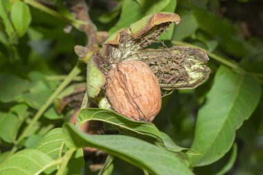 Bir meyve bahçesi closeup ceviz ağacında üzerinde kırık onun yeşil kabuğu içinde olgunlaşmış ceviz