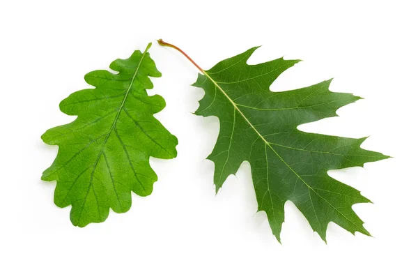 白色背景下红色橡木的绿色锯齿叶与普通橡木的叶子光滑边缘 — 图库照片