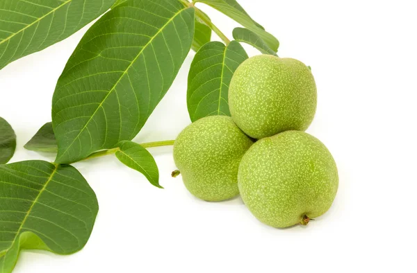 Beyaz bir arka plan yakın çekim yeşil yaprakları ile dal ceviz ortak birkaç olgunlaşmamış meyveler