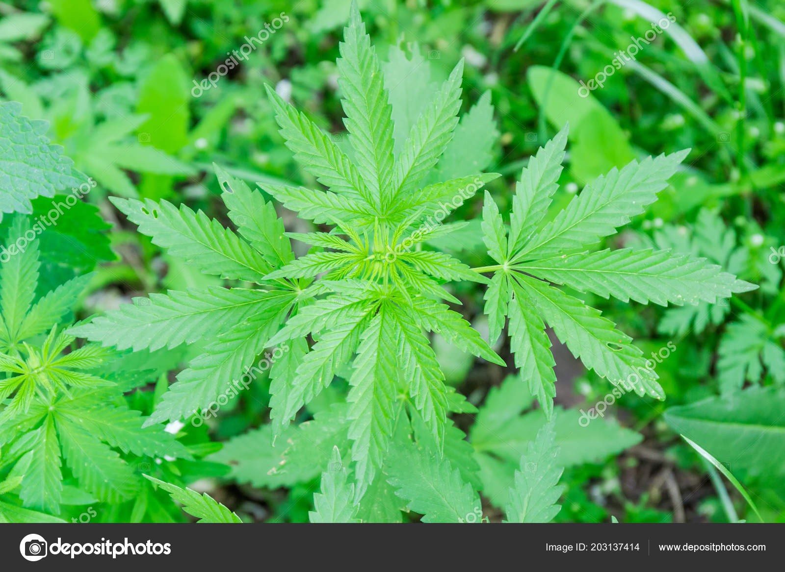 Конопля молодое растение мощнейшая марихуана