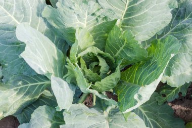 Yaprakları ve beyaz lahana plantasyonda şekillendirme sırasında Başkanı üstten görünüm