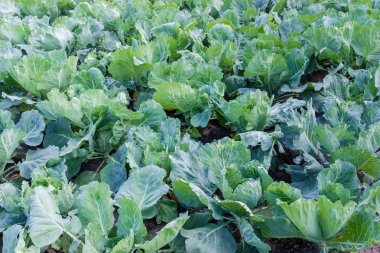 Bir çiftliğin Genç beyaz lahana yaprakları lahana başları şekillendirme başlangıç sırasında parça