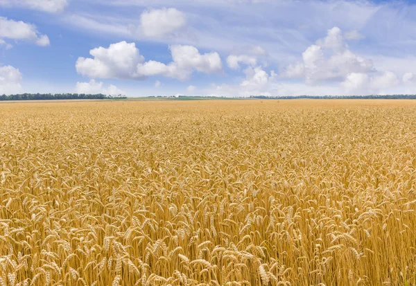 夏季日云背景下的成熟小麦田 — 图库照片