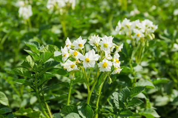 Bílé Květy Kvetoucí Brambor Selektivní Fokus Rozostřeného Pozadí Brambor Plantáž — Stock fotografie