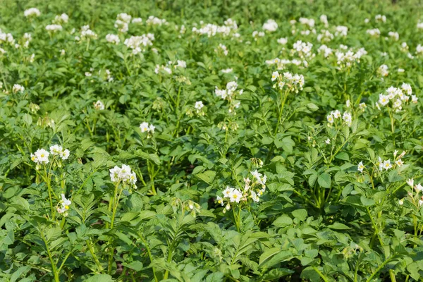 Plantación Las Papas Con Flores Blancas Foco Selectivo — Foto de Stock