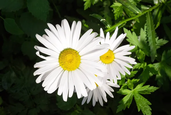 Top View Flowers Oxeye Daisy Close Blurred Dark Background Selective — Stock Photo, Image