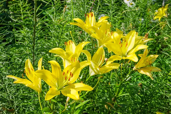 他の植物の背景で黄色の花を持つユリのいくつかの茎 — ストック写真