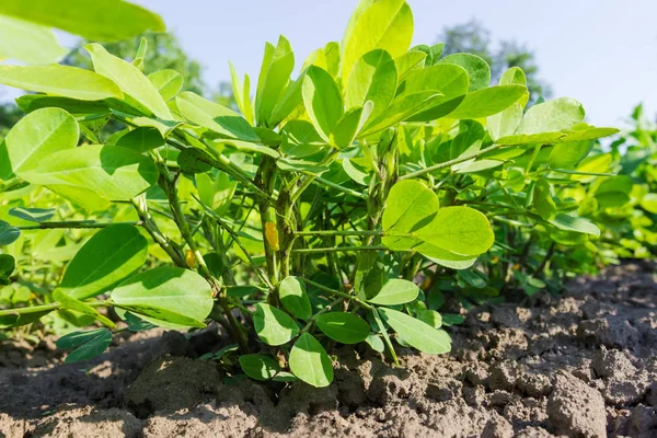 Plante Jeune Arachide Sur Une Plantation Gros Plan Point Bas — Photo