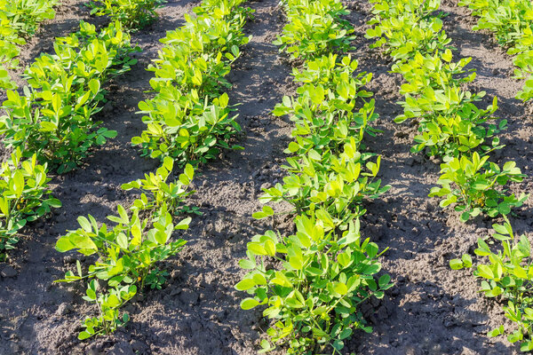Fragment of plantation of the young peanut plants