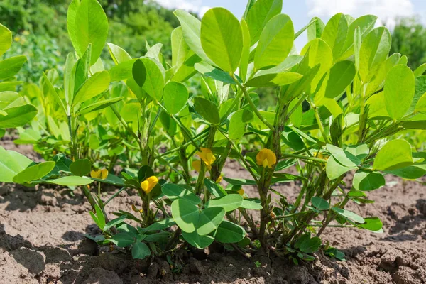 Pflanzen Der Erdnuss Auf Einer Plantage Während Der Blüte Nahaufnahme — Stockfoto