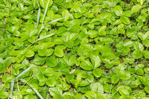 Fondo Fragmento Del Claro Cubierto Con Hojas Fresa Bosque Entre —  Fotos de Stock