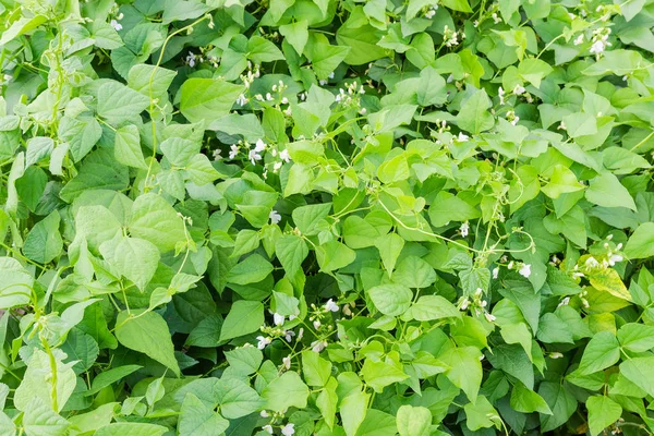 Vue Dessus Fragment Plantation Haricots Rouges Pendant Floraison — Photo