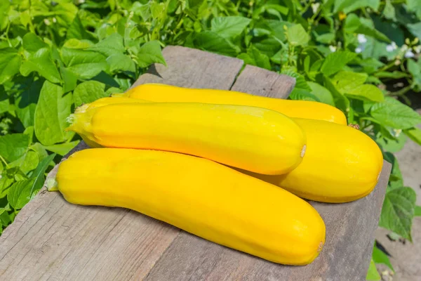 Pile of the fresh yellow vegetable marrows on an old wooden planks on a blurred background of a some vegetable plants