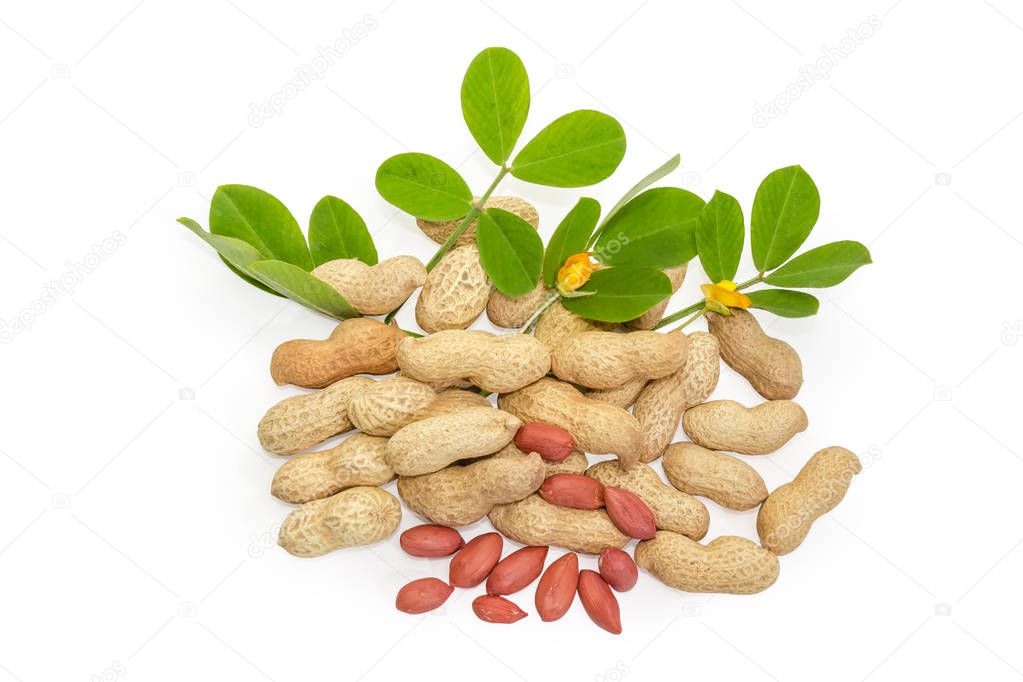 Pile of the partly peeled from shells peanuts with leaves and flowers of the peanut plant on a white background