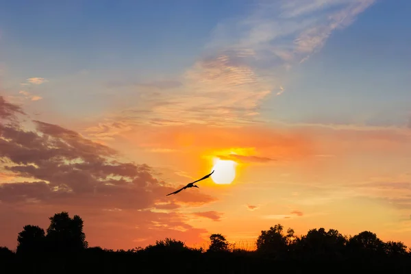 석양에 구름의 배경에 황새의 실루엣 — 스톡 사진