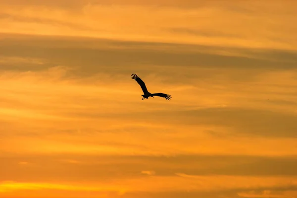 Silhouette of a flying stork on a background of the blurred clouds at sunset