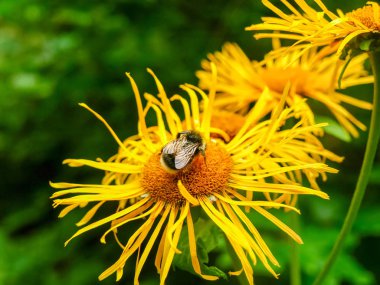Flowers of Telekia speciosa known as yellow oxeye or heartleaf oxeye with bee at selective focus clipart