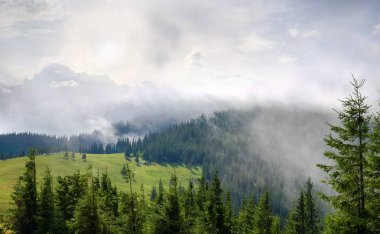 Glade yaz sabahı bulutlar Karpat Dağları'nda bulutlu gökyüzü arka plan üzerinde kısmen ormanda çevrili dağ tepe üzerinde