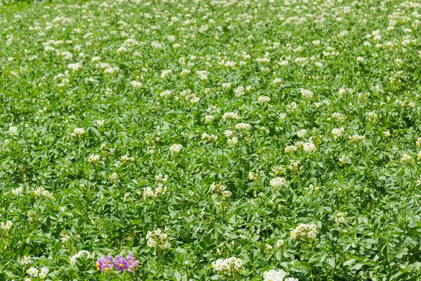 Campo Las Patatas Con Flores Blancas Moradas Foco Selectivo — Foto de Stock