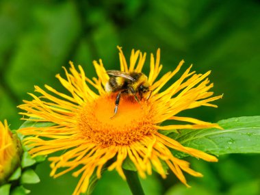 Seçici odak, sarı oxeye veya kalp oxeye yakın olarak bilinen Telekia speciosa çiçek arıya