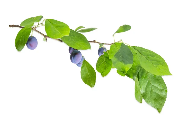 Zweig Der Pflaume Mit Reifen Früchten Und Blättern Auf Weißem — Stockfoto