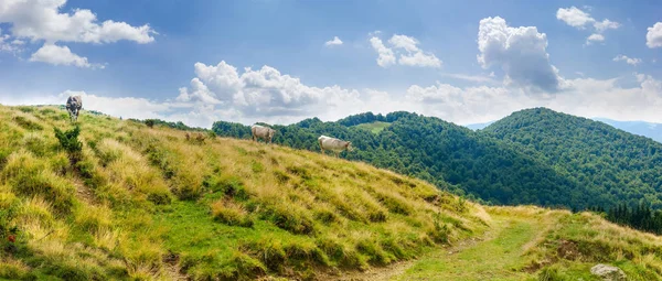 Панорама Горного Склона Пастбищами Коровами Фоне Хребта Покрытого Лесом Небом — стоковое фото