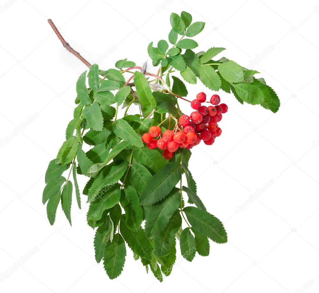Branch of rowan also known as mountain ash with cluster of red berries and green leaves on a white background